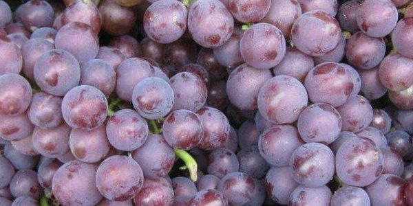 巨峰葡萄糖分高吗,巨峰葡萄的热量