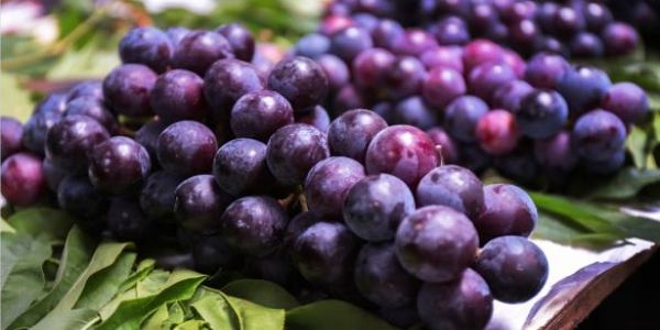 夏黑葡萄皮可以吃吗,葡萄皮不好剥什么原因