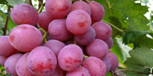 葡萄皮不好剥是什么品种,夏黑葡萄的皮一剥为什么会掉色