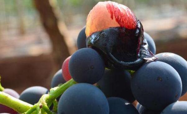 巨峰葡萄与夏黑哪个好，夏黑葡萄的功效与作用