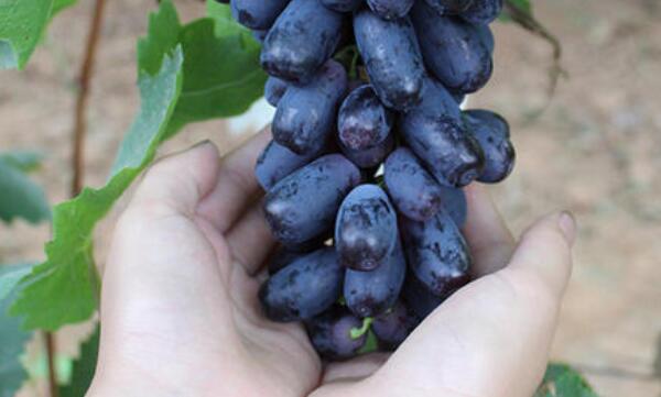 甜蜜蓝宝石葡萄是转基因吗,没有籽的葡萄是转基因葡萄吗