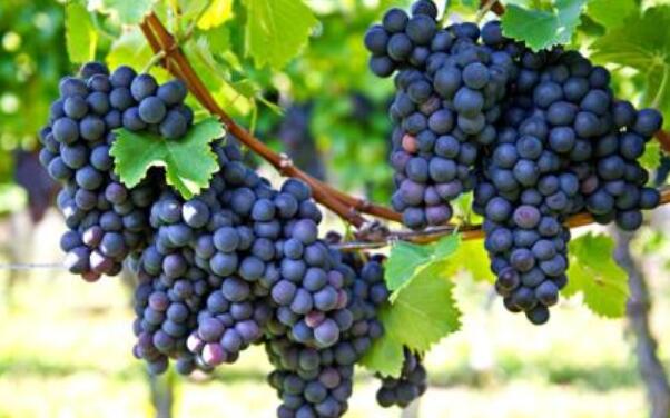 夏黑葡萄的热量高吗,夏黑葡萄的热量是多少