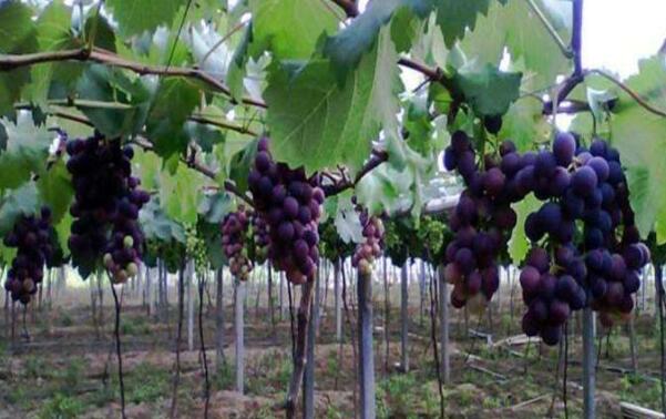 巨峰葡萄树苗几年挂果，巨峰葡萄树苗施什么肥好