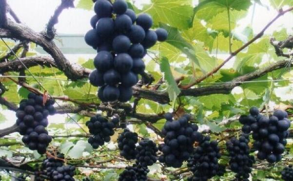 河北巨峰葡萄在哪里，河北巨峰葡萄基地