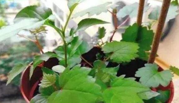 葡萄籽怎么种出小苗,新鲜的葡萄籽怎么种