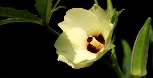 秋葵是什么味道,秋葵是什么样的图片(秋葵生长过程图片)