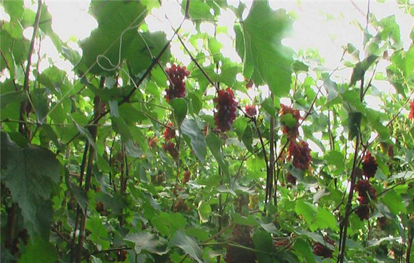 茉莉香葡萄有籽吗,茉莉香葡萄皮可以吃吗