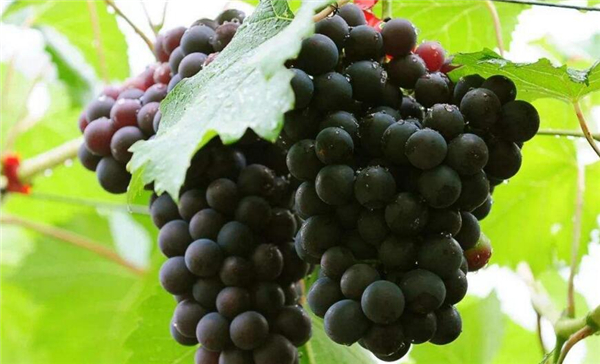 茉莉香葡萄有籽吗,茉莉香葡萄皮可以吃吗