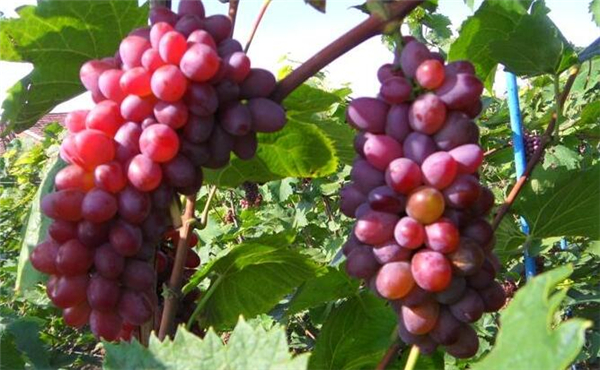 茉莉香葡萄好吃吗，玫瑰香葡萄和茉莉香葡萄的区别