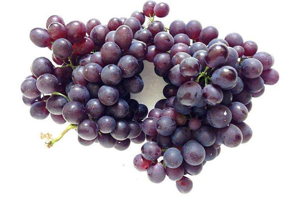 茉莉香葡萄好吃吗，玫瑰香葡萄和茉莉香葡萄的区别