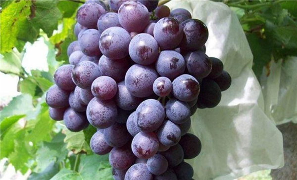 茉莉香葡萄好吃吗，玫瑰香葡萄和茉莉香葡萄的区别