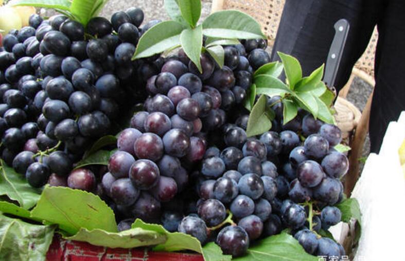 茉莉香葡萄没有完全红可以吃吗，如何挑选新鲜葡萄