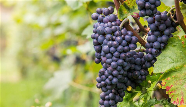 茉莉香葡萄没有完全红可以吃吗，如何挑选新鲜葡萄