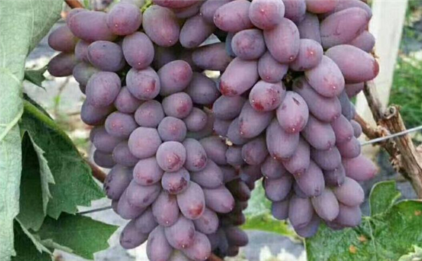 茉莉香葡萄没有完全红可以吃吗，如何挑选新鲜葡萄