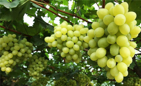 水晶葡萄的籽可以吃吗,水晶葡萄产地在哪