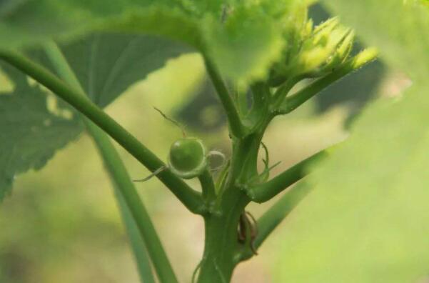 秋葵的生长期是多少天,秋葵为什么不结果