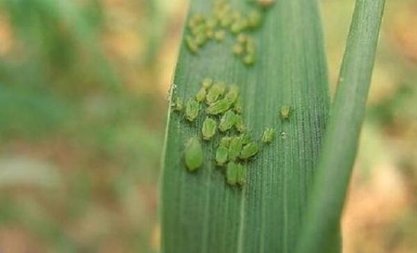秋葵的生长期是多少天,秋葵为什么不结果