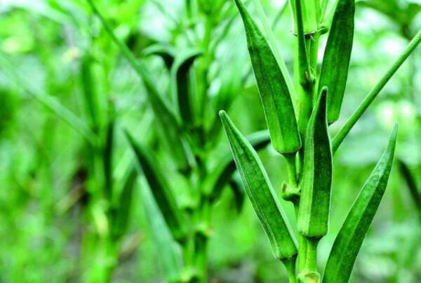 秋葵结果了可以加肥吗,秋葵结果期需要什么肥