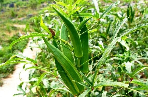 秋葵结果了可以加肥吗,秋葵结果期需要什么肥