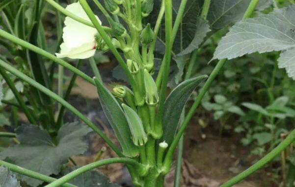 秋葵结果了可以加肥吗,秋葵结果期需要什么肥