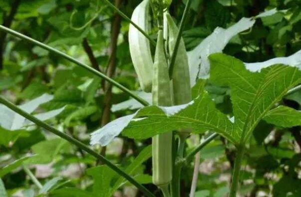 秋葵一般到结果要多久,秋葵结果期几个月