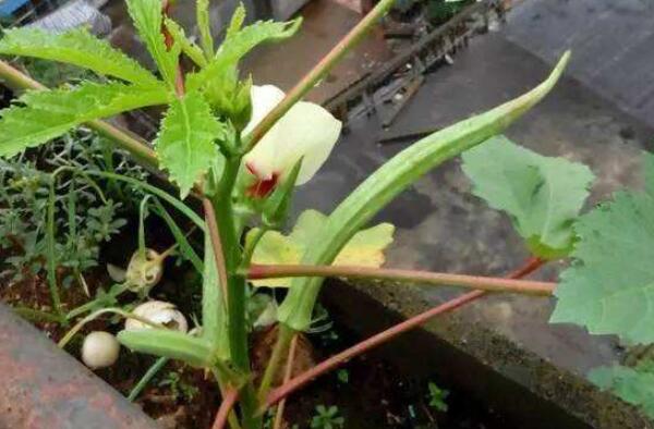 秋葵一般到结果要多久,秋葵结果期几个月