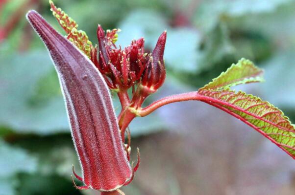红秋葵在市场上卖多少钱,秋葵的价格为什么贵