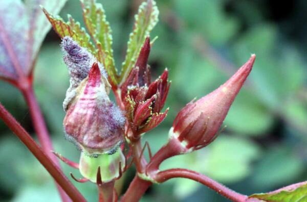 红秋葵在市场上卖多少钱,秋葵的价格为什么贵