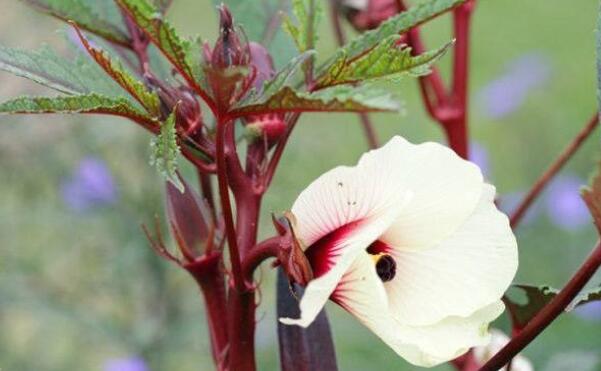 红秋葵可以生吃吗,红秋葵和绿秋葵的区别