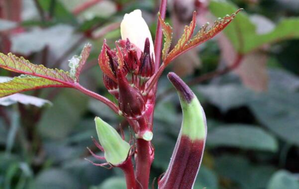 红秋葵可以生吃吗,红秋葵和绿秋葵的区别