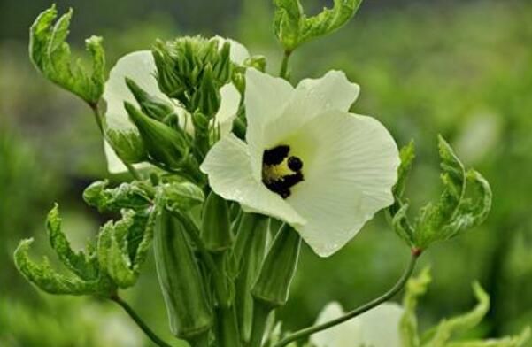 秋葵什么时候才可以结果,秋葵刚结果什么时候可以摘