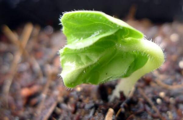 秋葵一年种几次,秋葵种植时间和方法