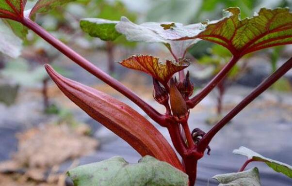 红秋葵什么时候结果,秋葵为什么刚结果就很老