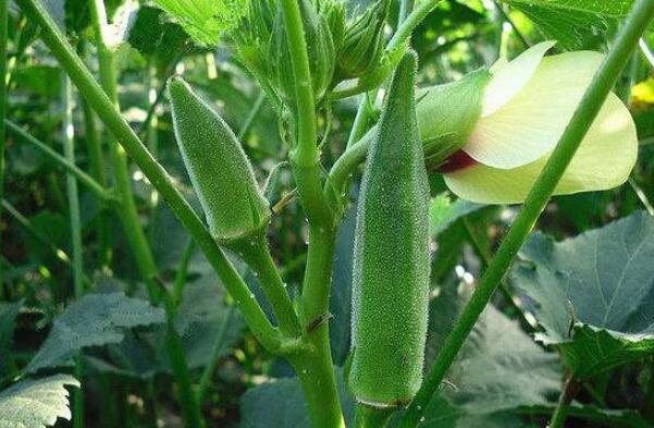 红秋葵什么时候结果,秋葵为什么刚结果就很老