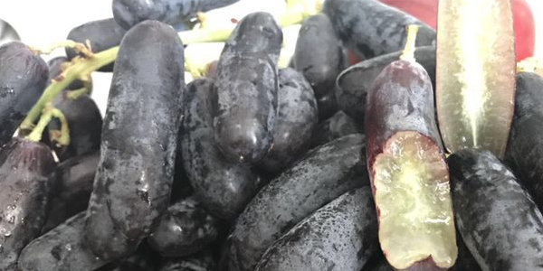 进口金手指黑提上市时间,进口黑提产地在哪里