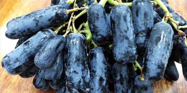 进口黑提什么时候成熟,进口金手指黑提和蓝宝石葡萄区别