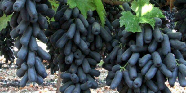 进口黑提什么时候成熟,进口金手指黑提和蓝宝石葡萄区别