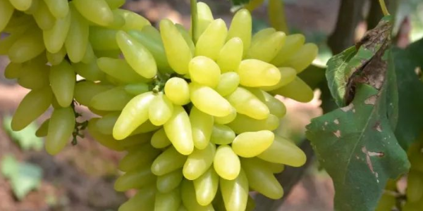 金手指葡萄几月份成熟,金手指葡萄多少钱一斤