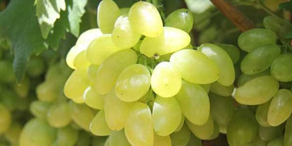 金手指葡萄产地是哪里，金手指葡萄营养价值