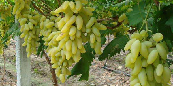 五月份下来的葡萄产地是哪,金手指葡萄正季买是啥时候