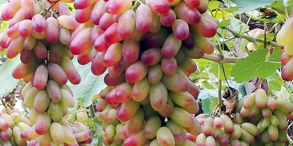 美人指葡萄多少钱一斤,美人指葡萄市场价格