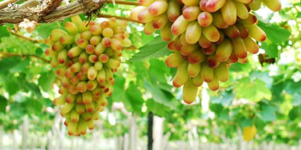 美人指葡萄几月份成熟黑色,美人指葡萄要多久结果