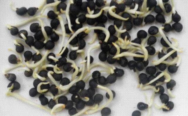 秋葵种子能吃吗,秋葵种子什么样子