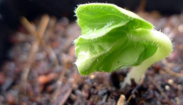 秋葵种子能吃吗,秋葵种子什么样子