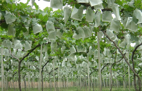 水晶葡萄品种,水晶葡萄树图片大全