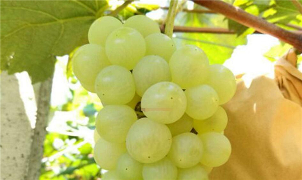 水晶葡萄品种,水晶葡萄树图片大全