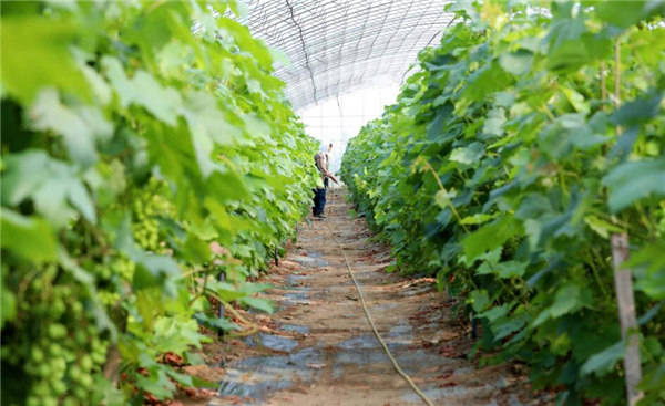 水晶葡萄品种,水晶葡萄树图片大全