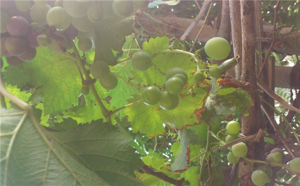 水晶葡萄品种,水晶葡萄树图片大全