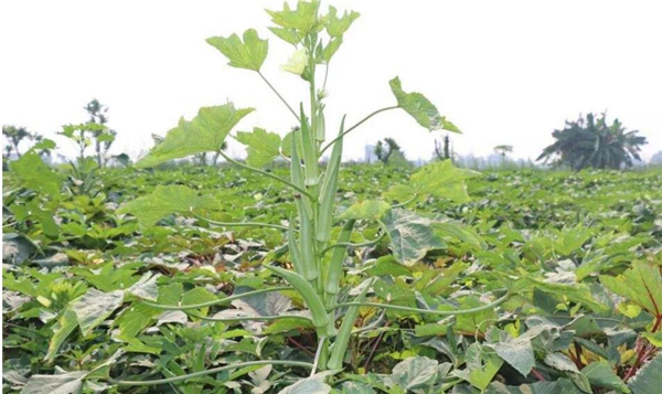 秋葵几月种植,秋葵种植密度