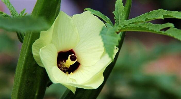 黄秋葵花茶多少钱一斤,黄秋葵花茶能长期喝吗